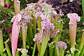 HYBRID PITCHER PLANT, SARRACENIA MITCHELLIANA X LEUCOPHYLLA