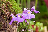 UTRICULARIA LONGIFOLIA