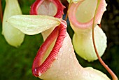 NEPENTHES VENTRICOSA