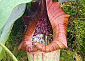 NEPENTHES TRUNCATA, (MODIFIED LEAF.)