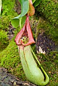 NEPENTHES TRUNCATA CLOSE-UP OF PITCHER