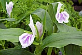 ROSCOEA PURPUREA WISLEY AMETHYST