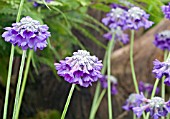 PRIMULA CAPITATA,  FLOWERS