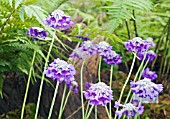 PRIMULA CAPITATA GROWING AMONG FERNS