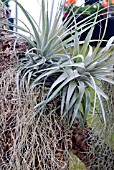 TILLANDSIA LATIFOLIA WITH TILLANDSIA USNEOIDES, SPANISH MOSS.