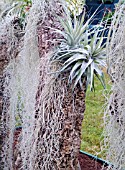 AIRPLANTS TILLANDSIA LATIFOLIA AND TILLANDSIA USNEOIDES AT HAMPTON COURT FLOWER SHOW 2007