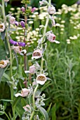 DIGITALIS CARIENSIS FORMA TROJANA