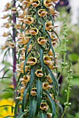 DIGITALIS FERRUGINEA,  FLOWER SPIKE