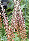 DIGITALIS PARVIFLORA FLOWER SPIKES