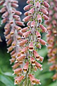 DIGITALIS PARVIFLORA, FLOWERING SPIKE