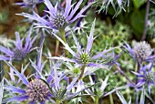 ERYNGIUM BOURGATII OXFORD BLUE