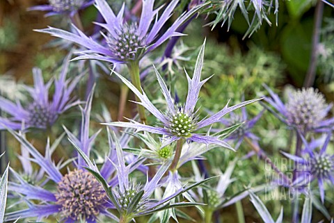 ERYNGIUM_BOURGATII_OXFORD_BLUE