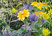 ERYNGIUM BLUE STAR WITH RUDBECKIA PRAIRIE SUN