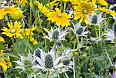 ERYNGIUM GIGANTEUM WITH RUDBECKIA PRAIRIE SUN