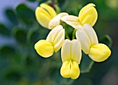 CORONILLA VALENTINA SSP GLAUCA VAR CITRINA