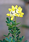 CORONILLA VALENTINA SSP GLAUCA VAR CITRINA