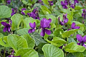 VIOLA ODORATA AMIRAL AVELLAN  MID CLOSE UP OF FLOWERS AND LEAVES