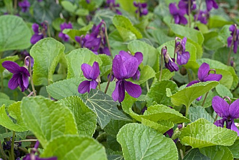 VIOLA_ODORATA_AMIRAL_AVELLAN__MID_CLOSE_UP_OF_FLOWERS_AND_LEAVES