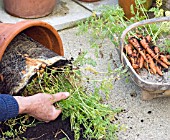 HARVESTING POT-GROWN CARROTS, REMOVING ROOTS FROM POT, PART OF HARVEST PLACED IN TRUG.