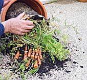 HARVESTING POT-GROWN CARROTS, TAKING ROOTS OUT OF THE POT.