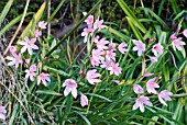 SCHIZOSTYLIS COCCINEA, WILD FORM, GROWING WITH OTHER SOUTH AFRICAN PLANTS -  LOVE GRASS AND AGAPANTHUS LEAVES.