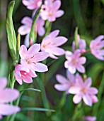 SCHIZOSTYLIS COCCINEA, WILD FORM