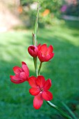 SCHIZOSTYLIS COCCINEA MAJOR