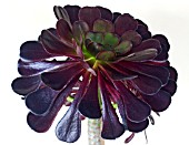 AEONIUM ARBOREUM ATROPURPUREUM ROSETTE