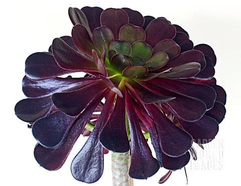 AEONIUM_ARBOREUM_ATROPURPUREUM_ROSETTE