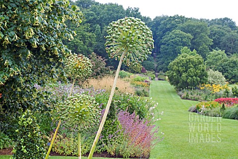 THE_LONG_BORDERS_AT_HARLOW_CARR_GARDEN_HARROGATE_WITH_ALLIUM_SEED_HEADS_IN_FOREGROUND