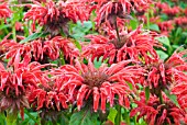 MONARDA GARDENVIEW SCARLET