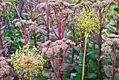 SEDUM TELEPHIUM, ALLIUM PURPLE SENSATION AND SALVIA NEMOROSA CARADONNA