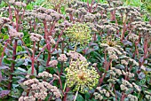 SEDUM TELEPHIUM, ALLIUM PURPLE SENSATION AND SALVIA NEMOROSA CARADONNA