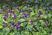 VIOLA ODORATA AMIRAL AVELLAN   PATCH OF VIOLETS GROWING IN WILD GARDEN WITH IVY AND VEGETATION