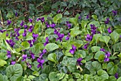 VIOLA ODORATA AMIRAL AVELLAN   PATCH OF VIOLETS GROWING IN WILD GARDEN WITH IVY AND VEGETATION