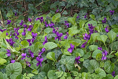 VIOLA_ODORATA_AMIRAL_AVELLAN___PATCH_OF_VIOLETS_GROWING_IN_WILD_GARDEN_WITH_IVY_AND_VEGETATION