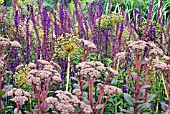 SEDUM TELEPHIUM, ALLIUM PURPLE SENSATION AND SALVIA NEMOROSA CARADONNA