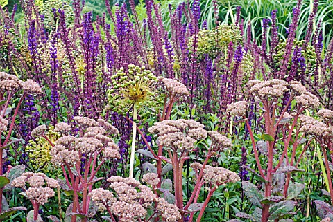 SEDUM_TELEPHIUM_ALLIUM_PURPLE_SENSATION_AND_SALVIA_NEMOROSA_CARADONNA