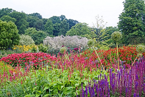 THE_LONG_BORDERS_AT_HARLOW_CARR_GARDEN_SHOWING_MONARDA_PERSICARIA_AMPLEXICAULIS_SALVIA_NEMOROSA_HELE