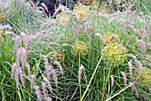 PENNISETUM ORIENTALE WARLEY ROSE WITH SEED HEADS OF ALLIUM HOLLANDICUM