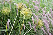 PENNISETUM ORIENTALE WARLEY ROSE WITH SEED HEADS OF ALLIUM HOLLANDICUM