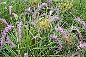 PENNISETUM ORIENTALE WARLEY ROSE WITH SEED HEADS OF ALLIUM HOLLANDICUM