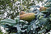 ABIES PROCERA GLAUCA, BRANCH BEARING CONES.