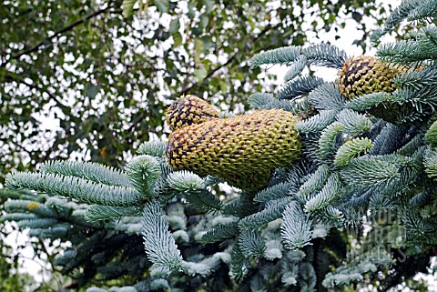 ABIES_PROCERA_GLAUCA_BRANCH_BEARING_CONES