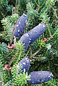 ABIES KOREANA, SHOWING MATURING CONES EXUDING RESIN