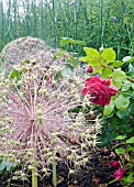 ALLIUM CHRISTOPHII SEED HEADS WITH ROSA TESS OF THE DURBERVILLES