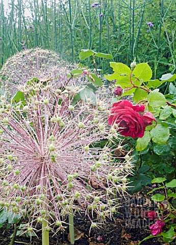 ALLIUM_CHRISTOPHII_SEED_HEADS_WITH_ROSA_TESS_OF_THE_DURBERVILLES