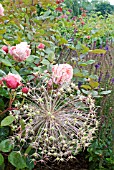 ALLIUM CHRISTOPHII SEED HEAD WITH ROSA BROTHER CADFAEL IN RAIN