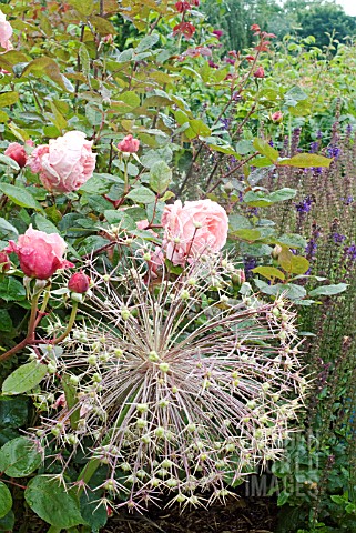 ALLIUM_CHRISTOPHII_SEED_HEAD_WITH_ROSA_BROTHER_CADFAEL_IN_RAIN