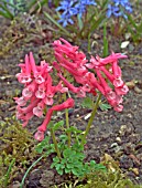 CORYDALIS DIETER SCHACHT  FLOWERING PLANT GROWING IN MOSSY GROUND WITH BLUE SCILLAS IN BACKGROUND